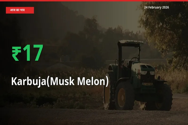 अचानक तेजी! मंडी में Karbuja(Musk Melon) के दाम 17.15% चढ़े