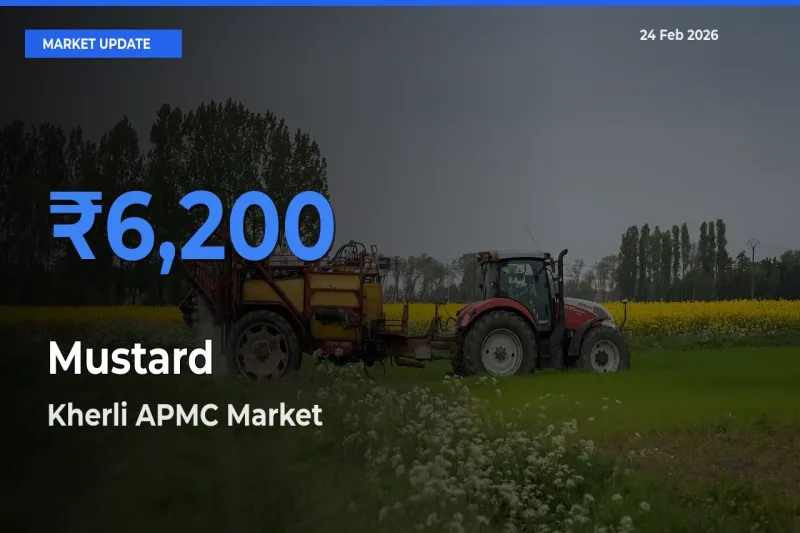 Kherli APMC Leads as Top Mandi for Mustard Prices