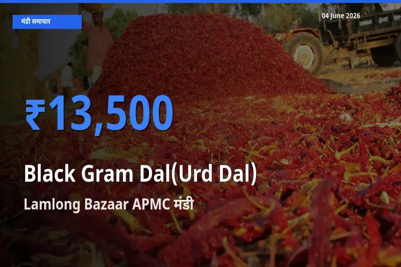 टॉप मंडी बना Lamlong Bazaar APMC! उड़द दाल के सबसे ऊँचे दाम यहीं दर्ज