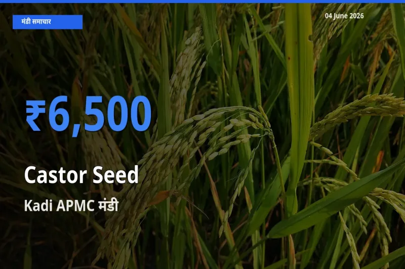 Kadi APMC में अरंडी का बीज का आज सबसे ऊँचा भाव
