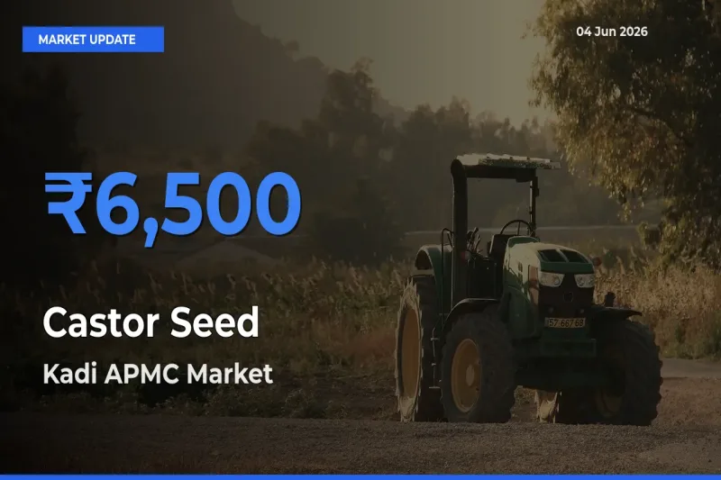 Kadi APMC Leads as Top Mandi for Castor Seed Prices