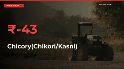 Chicory(Chikori/Kasni) Prices Drop 42.87% – June 04 Market Update from Mandis