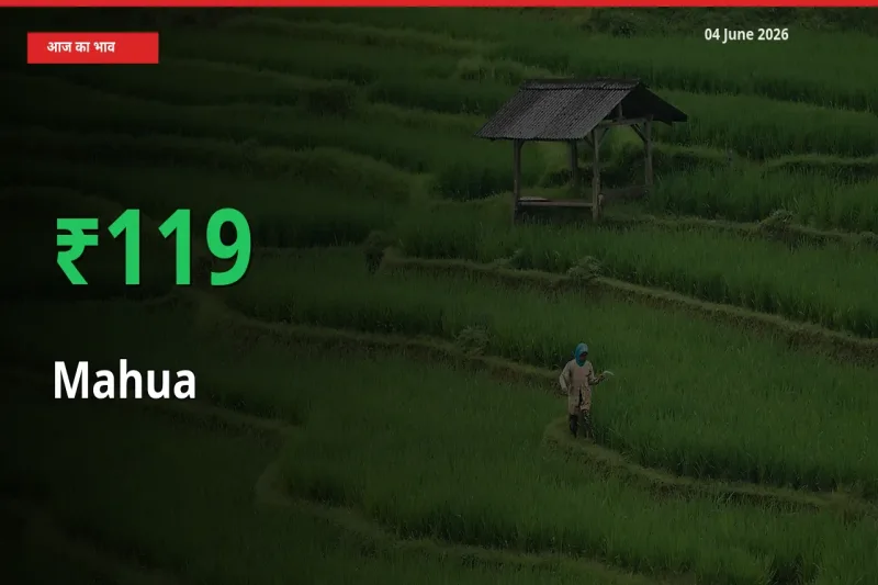 स्थानीय मंडी में महुआ के दाम अचानक 118.81% उछले, किसान सतर्क