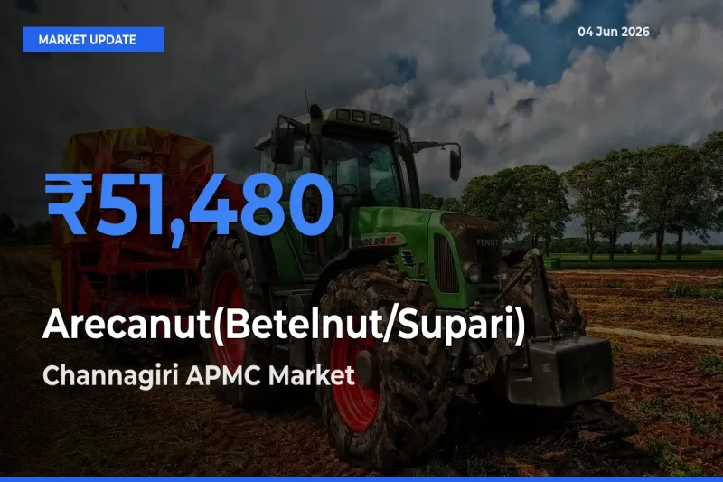 Top Performer! Channagiri APMC Offers Best Arecanut(Betelnut/Supari) Price Today