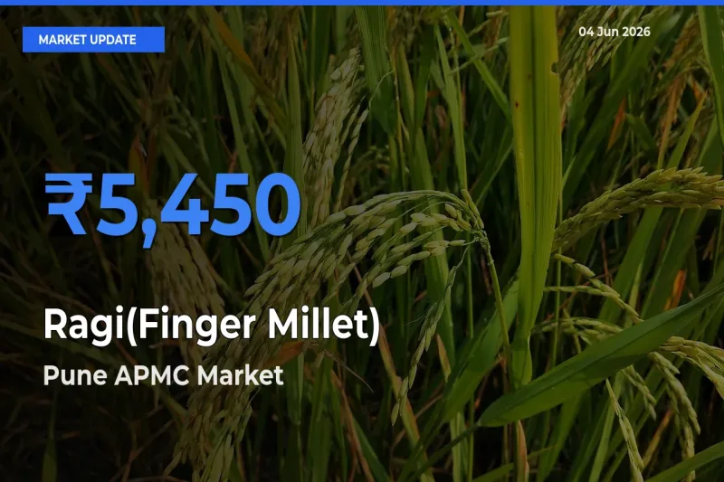 Pune APMC Records Highest ₹5,450 Rate for Ragi(Finger Millet)