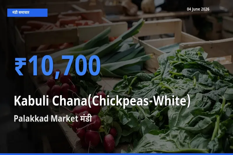 आज काबुली चना के सबसे ऊँचे दाम ₹10,700 Palakkad Market मंडी में