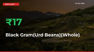 17.32% Spike in Black Gram(Urd Beans)(Whole) Prices – Mandi Sees Sudden Rally