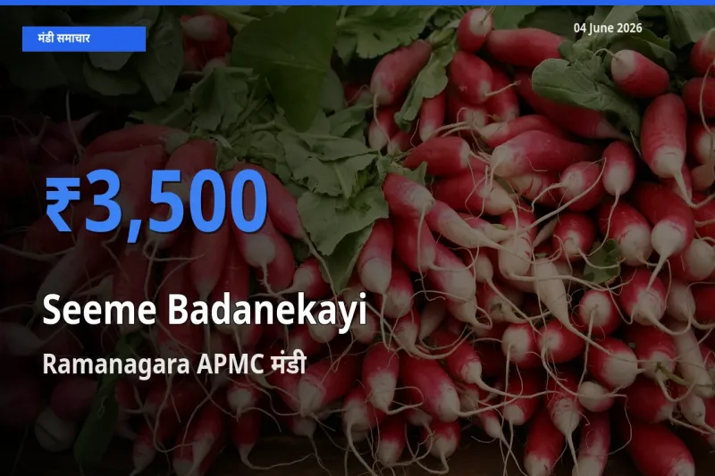 आज सीमेबदनेकाई के सबसे ऊँचे दाम ₹3,500 Ramanagara APMC मंडी में