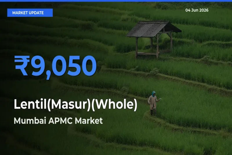 Mumbai APMC Tops Lentil(Masur)(Whole) Rates – June 04 Market Update