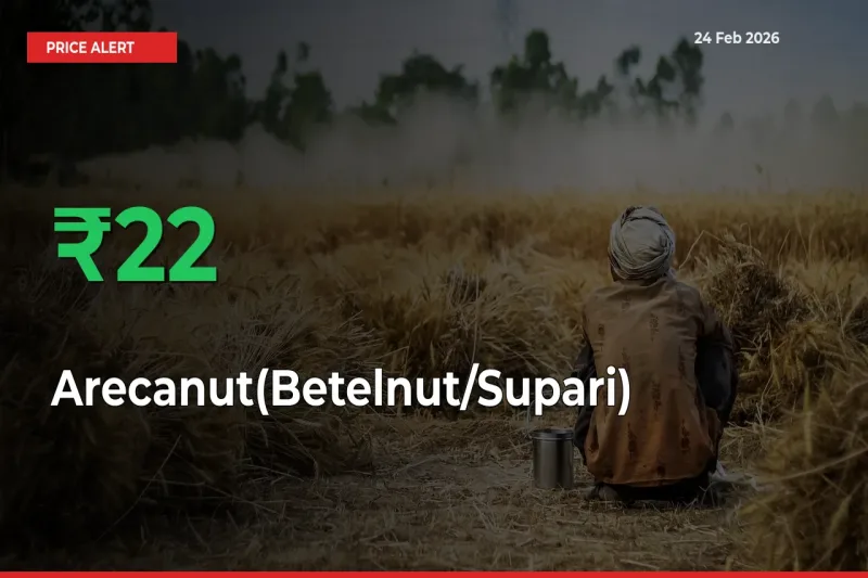 Why Arecanut(Betelnut/Supari) Prices Rose 22.08% in a Day at Mandis