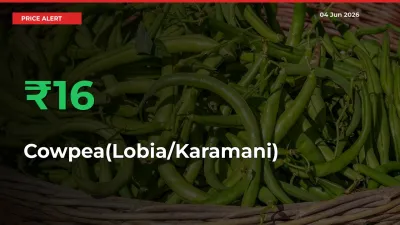 Why Cowpea(Lobia/Karamani) Prices Rose 16.38% in a Day at Mandis
