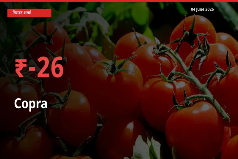सूखा नारियल के दाम प्रमुख मंडी में 25.96% गिरे, 24 घंटे में बड़ा बदलाव