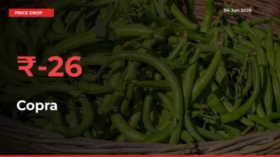 Copra Prices Drop 25.96% in 24 Hours at Major Mandis
