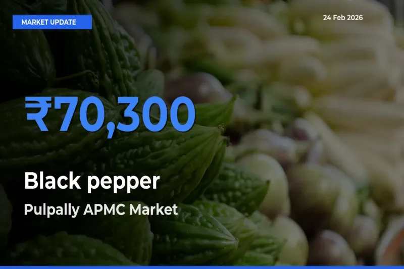 Pulpally APMC Tops Black pepper Mandi Rates Today