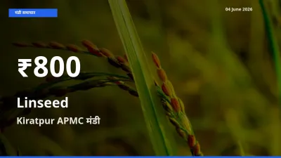 तेज़ गिरावट! Kiratpur APMC में अलसी के दाम 30 दिन के निचले स्तर पर