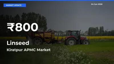Sharp Fall! Linseed Prices Drop to 30-Day Low in Kiratpur APMC