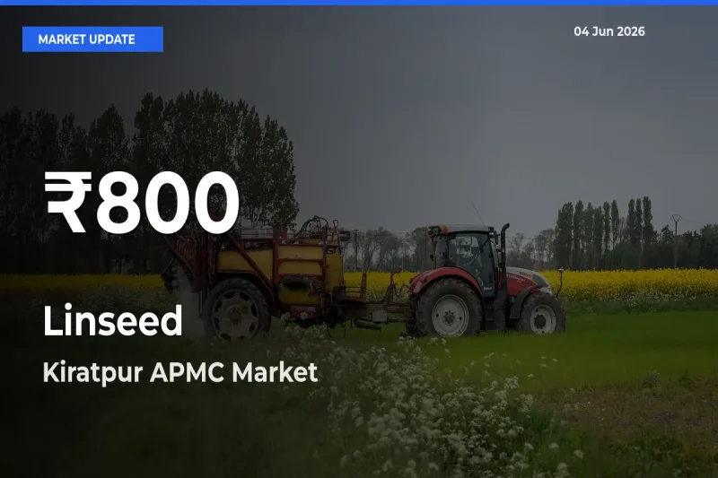 Sharp Fall! Linseed Prices Drop to 30-Day Low in Kiratpur APMC