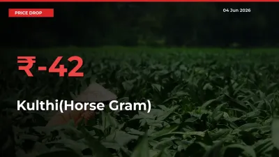Kulthi(Horse Gram) Prices Drop 41.63% – June 04 Market Update from Mandis