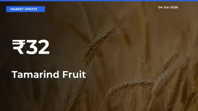 Why Tamarind Fruit Prices Are Moving Across Multiple Mandis Today