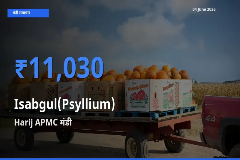 आज इसबगोल के सबसे ऊँचे दाम ₹11,030 Harij APMC मंडी में