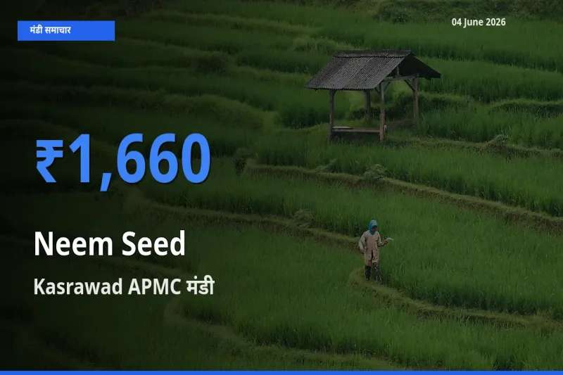 टॉप मंडी बना Kasrawad APMC! नीम बीज के सबसे ऊँचे दाम यहीं दर्ज