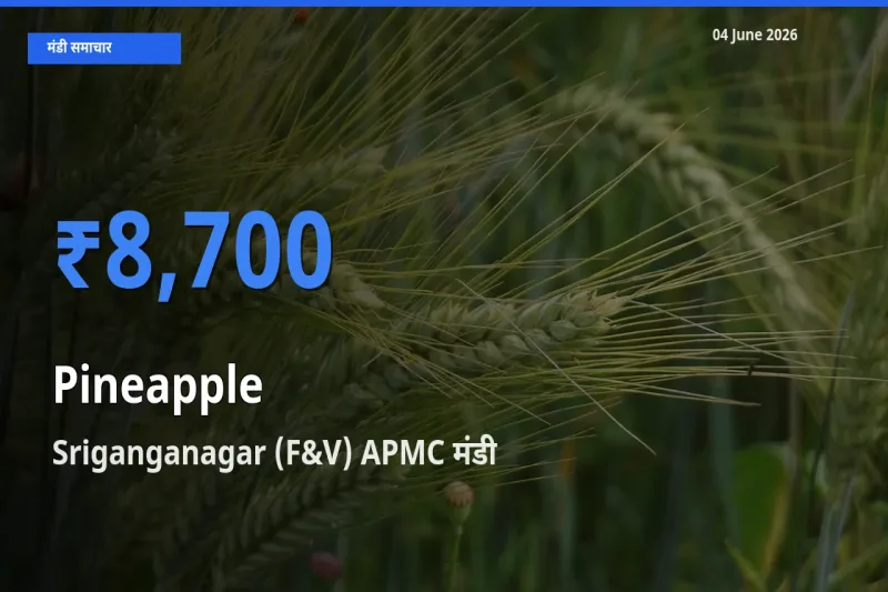 टॉप मंडी बना Sriganganagar (F&V) APMC! अनानास के सबसे ऊँचे दाम यहीं दर्ज
