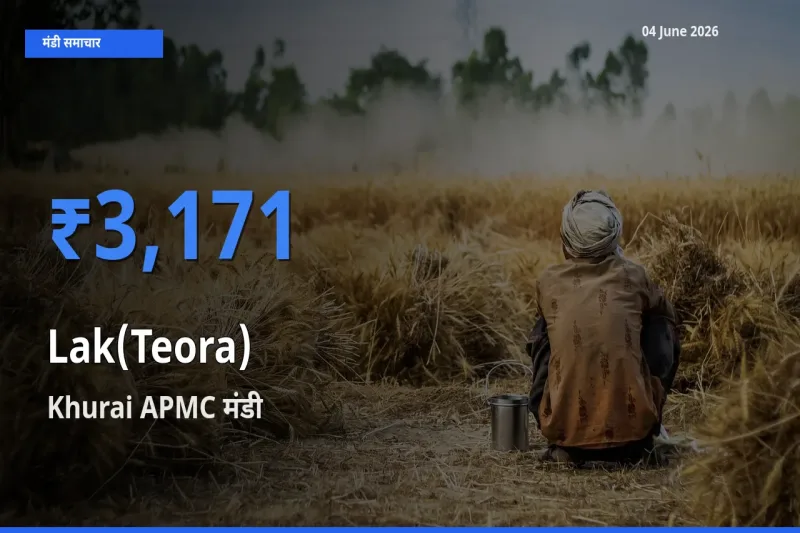 04 June अपडेट: लाक(टेओरा) के सबसे ऊँचे दाम Khurai APMC मंडी में