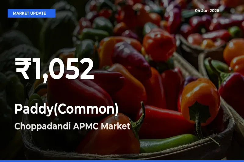 Big Drop! Paddy(Common) Slides to 30-Day Low at Choppadandi APMC