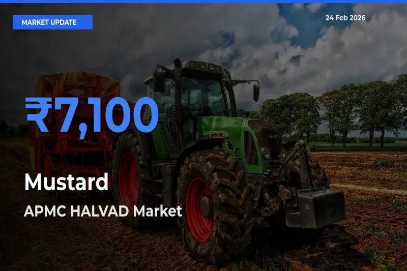 APMC HALVAD Tops Mustard Mandi Rates Today
