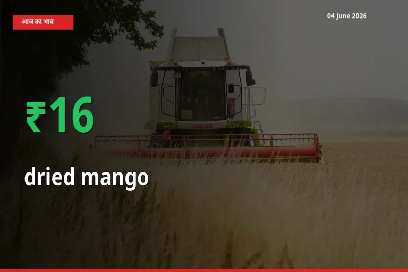 आज का मंडी भाव: सूखा आम के दाम मंडी में 16.07% ऊपर