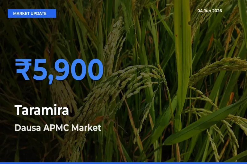 Dausa APMC Leads as Top Mandi for Taramira Prices