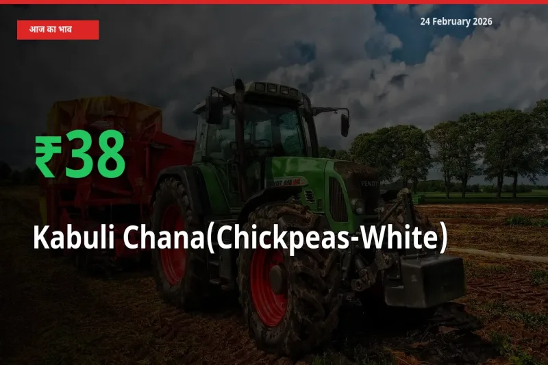 तेज़ तेजी! मंडी में Kabuli Chana(Chickpeas-White) के दाम 38.12% चढ़े