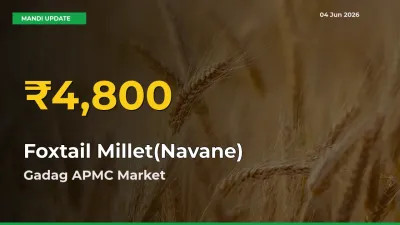 Foxtail Millet(Navane) Mandi Rate Surges Today in Gadag APMC – Highest Level in 30 Days
