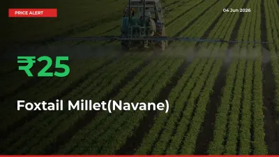 Sharp Jump! Foxtail Millet(Navane) Prices Climb 24.6% in 24 Hours at Key Mandis