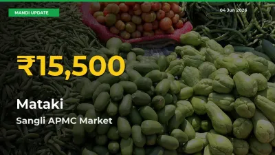 Big Jump in Mataki Prices! Sangli APMC Records New Peak Today