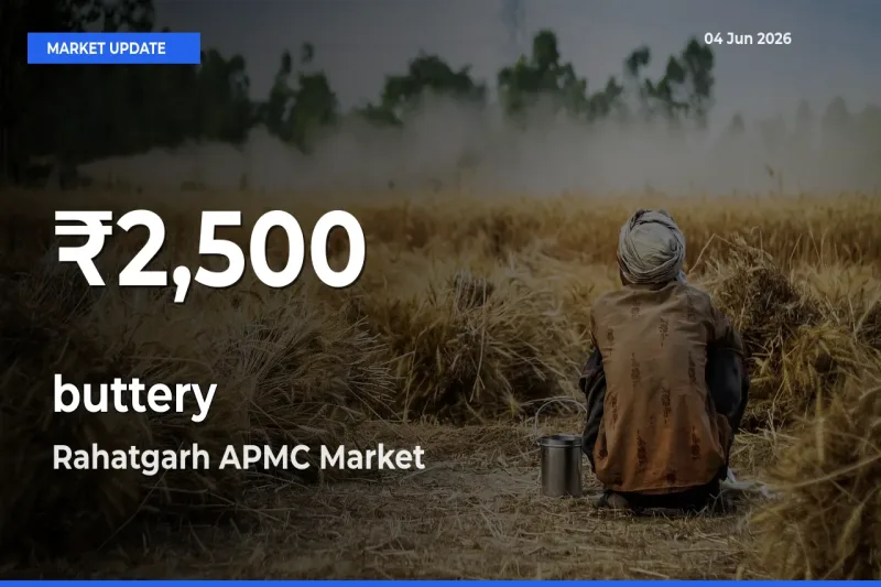 buttery Falls to ₹2,500 in Rahatgarh APMC – 30-Day Lowest Rate
