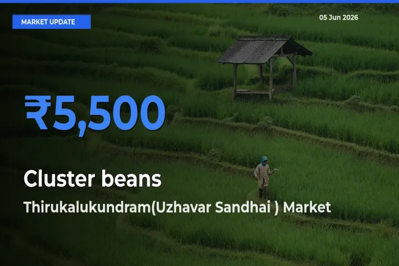 Thirukalukundram(Uzhavar Sandhai ) Records Highest ₹5,500 Rate for Cluster beans