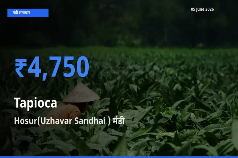 टॉप मंडी बना Hosur(Uzhavar Sandhai )! साबूदाना के सबसे ऊँचे दाम यहीं दर्ज
