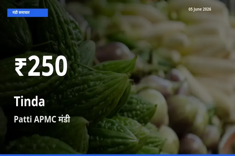 तेज़ गिरावट! Patti APMC में टिंडा के दाम 30 दिन के निचले स्तर पर