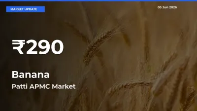 Banana Falls to ₹290 in Patti APMC – 30-Day Lowest Rate