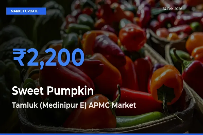 Farmers Prefer Tamluk (Medinipur E) APMC as Sweet Pumpkin Hits Highest Rate