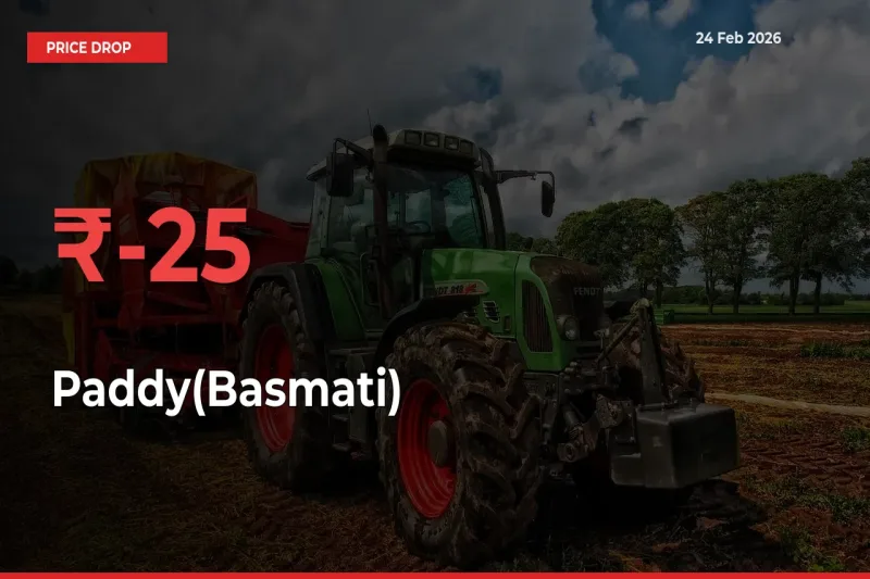 25.26% Drop in Paddy(Basmati) Prices – Mandi Sees Sudden Fall