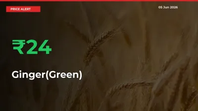 Sudden 24.03% Rally in Ginger(Green) Prices Across Mandis