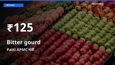 Patti APMC में करेला के दाम 30 दिन के न्यूनतम स्तर पर, आज का मंडी भाव देखें