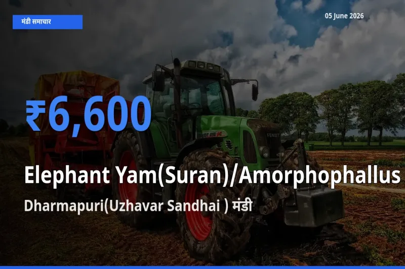 Dharmapuri(Uzhavar Sandhai ) में जिमीकंद (सूरन) का आज सबसे ऊँचा भाव