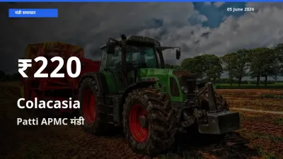 Patti APMC में अरबी ₹220 पर गिरा – 30 दिन का न्यूनतम भाव