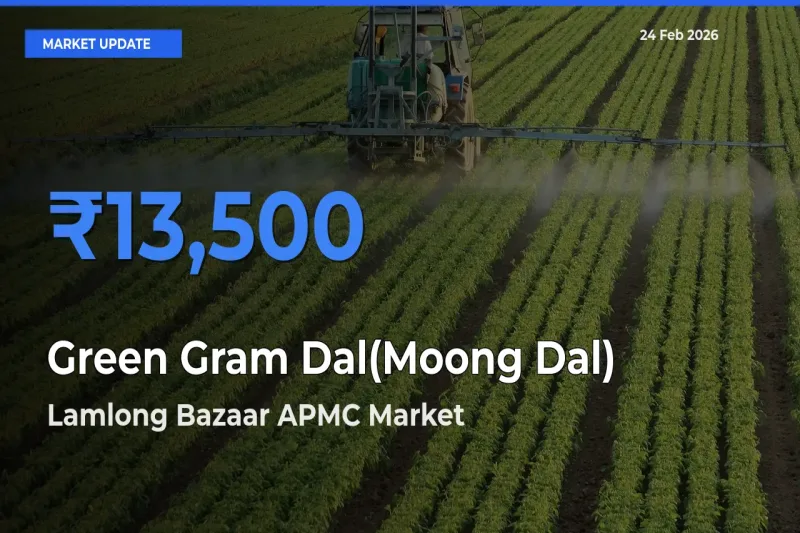 Lamlong Bazaar APMC Offers ₹13,500 – Highest Green Gram Dal(Moong Dal) Rate Today