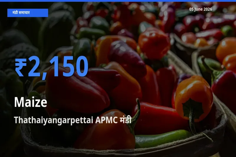 टॉप मंडी बना Thathaiyangarpettai APMC! मक्का के सबसे ऊँचे दाम यहीं दर्ज