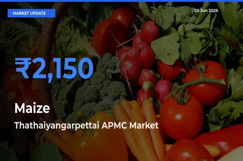 Thathaiyangarpettai APMC Offers ₹2,150 – Highest Maize Rate Today
