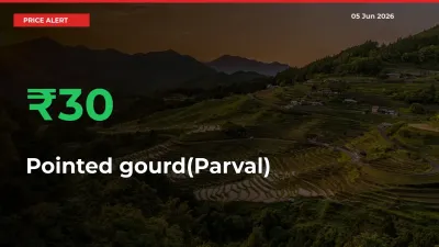 This Mandi Records 30.05% Jump in Pointed gourd(Parval) Prices